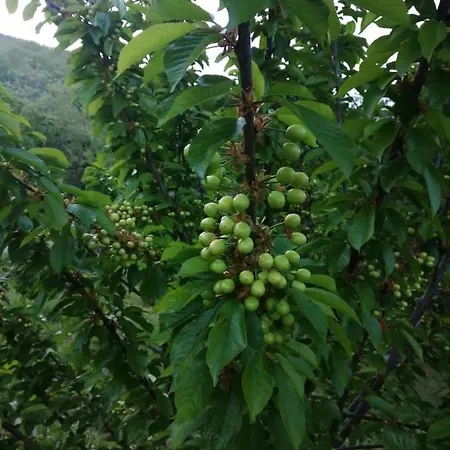 Vakantiehuis Casa Brigida Jerte