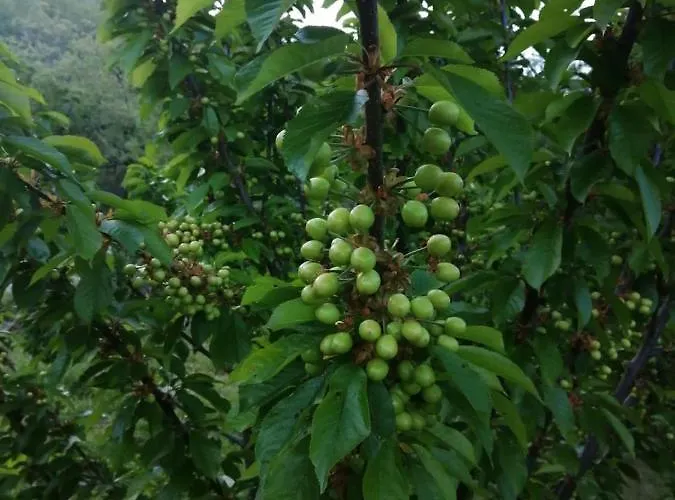 Ferienhaus Casa Brigida Jerte